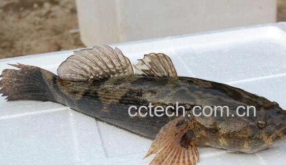 笋壳鱼的功效与作用及禁忌-1