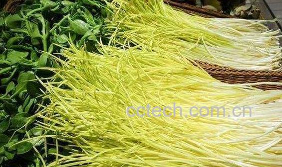 蒜黄的功效与作用及禁忌-0