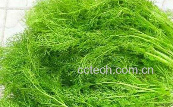 茴香菜不能和什么一起吃 什么人不适合吃茴香菜-0