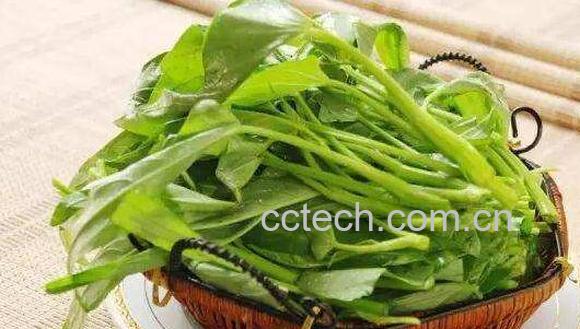 通心菜的食用方法 通心菜为什么不能吃多-0