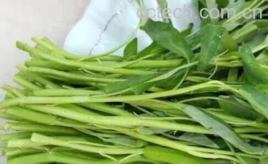 通心菜的功效与作用 通心菜的副作用-1