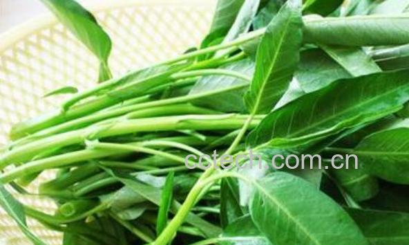 通心菜的功效与作用 通心菜的副作用-0