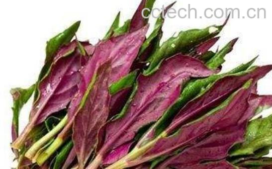 十大致癌蔬菜名单 这些致癌蔬菜要少吃-0