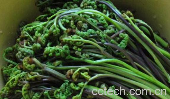 十大致癌蔬菜名单 这些致癌蔬菜要少吃-1