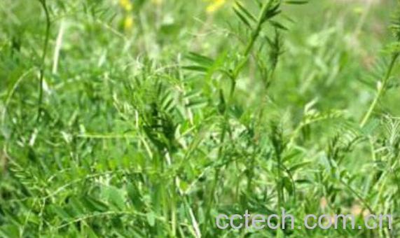 苕子菜的功效与作用 吃苕子菜的禁忌-0