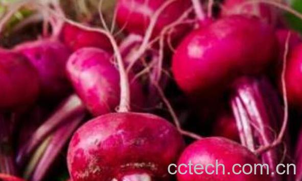 甜菜根怎么吃 甜菜根的常见吃法-0