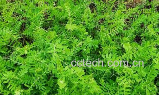 苕子菜的功效与作用 吃苕子菜的禁忌-1