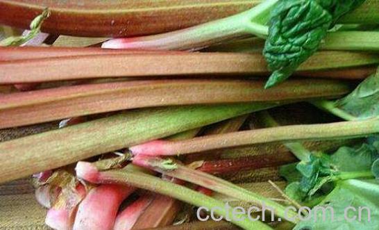 食用大黄菜怎么吃 蔬菜食用大黄的作用与功效-1