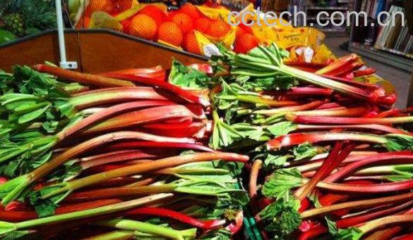 食用大黄菜怎么吃 蔬菜食用大黄的作用与功效-0