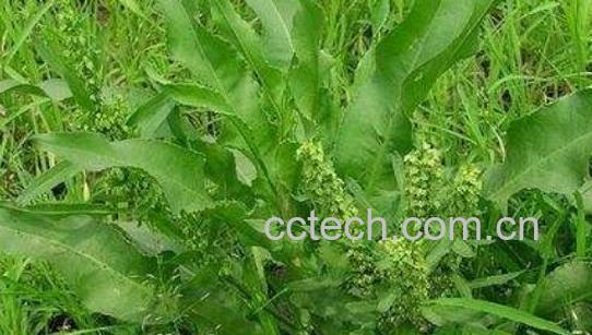 杨铁叶子的功效与作用-0