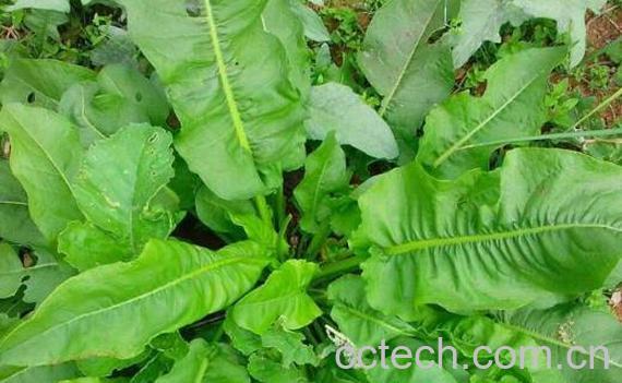 杨铁叶子的功效与作用-1