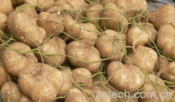 土瓜的功效与作用及药用价值-0