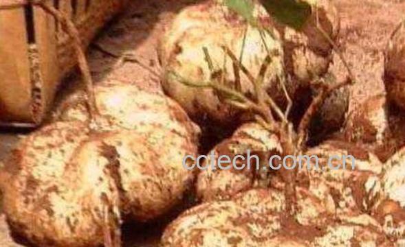 土瓜的功效与作用及药用价值-1