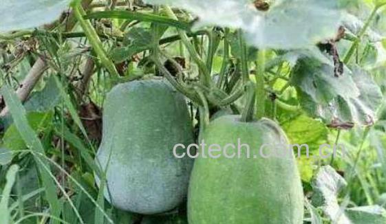 冬瓜藤水的功效与作用-0