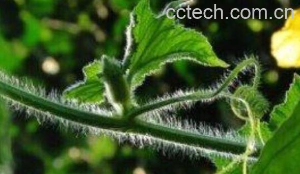 冬瓜藤水的功效与作用-1