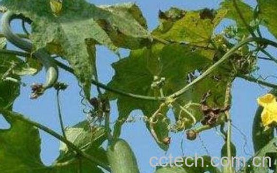 干丝瓜藤的功效与作用及药用价值-0