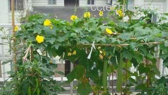 干丝瓜藤的功效与作用及药用价值-1