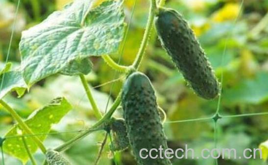 黄瓜叶的功效与作用 黄瓜叶怎么吃-1