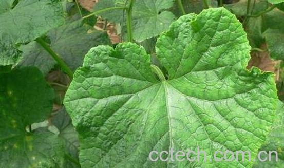 黄瓜叶的功效与作用 黄瓜叶怎么吃-0