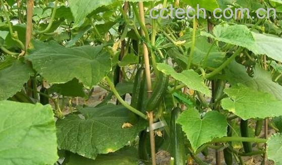 黄瓜藤的功效与作用-0