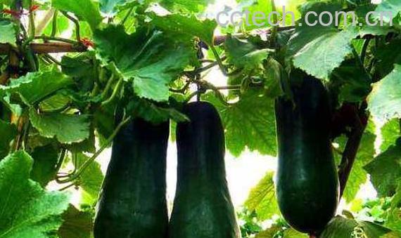 冬瓜藤汁的功效与作用-0