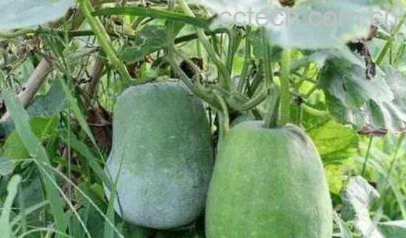 冬瓜藤汁的功效与作用-1