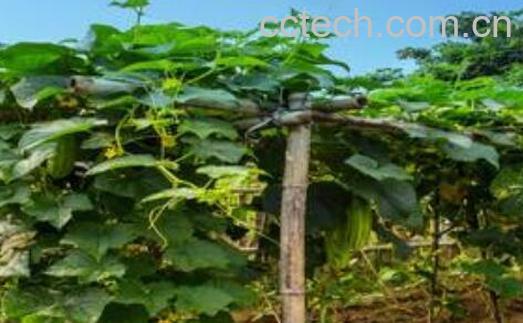 黄瓜藤的功效与作用-1