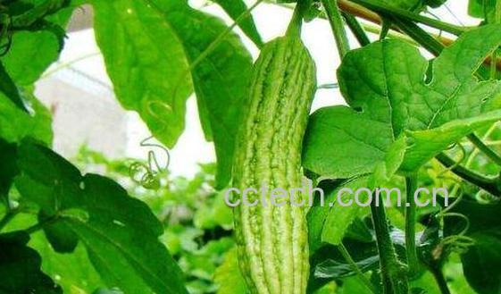 苦瓜和花苦瓜的区别 苦瓜的吃法-1