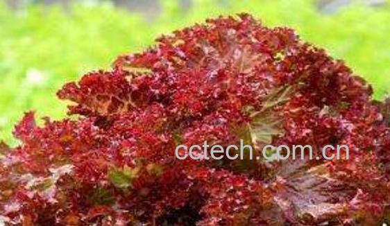 红珊瑚菜的功效与作用-0