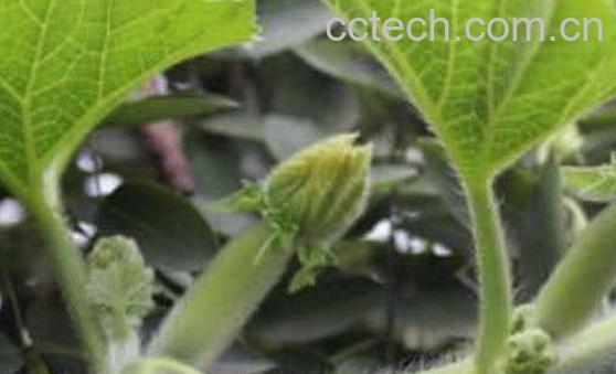 冬瓜叶的功效与作用 冬瓜叶的食用方法-0