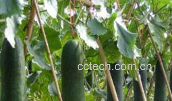 冬瓜叶的功效与作用 冬瓜叶的食用方法-1