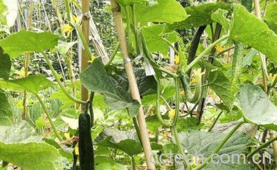 黄瓜藤煮水的功效与作用-0