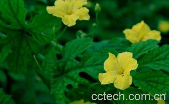 苦瓜花的功效与作用及药用价值-0