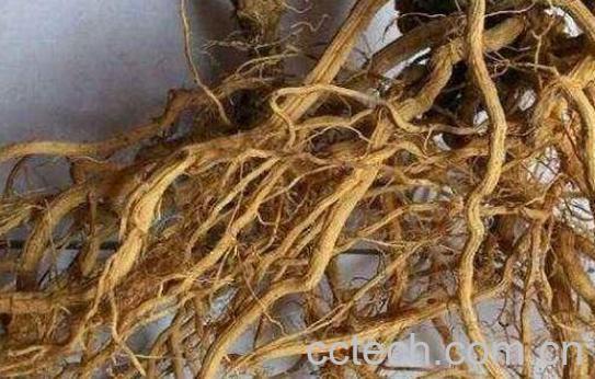 苦瓜根煮水的功效和作用-0