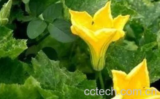 苦瓜花的功效与作用及药用价值-1