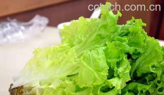 生菜有哪三大禁忌-0