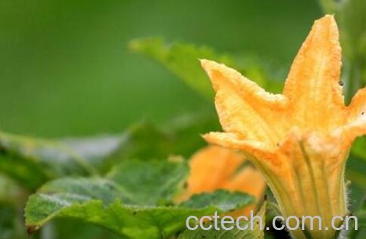 南瓜花怎么做好吃 南瓜花的做法教程-1