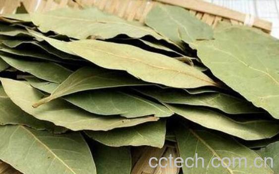 香叶的功效与作用 香叶怎么吃-0