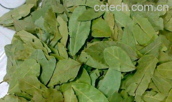 香叶的功效与作用 香叶怎么吃-1