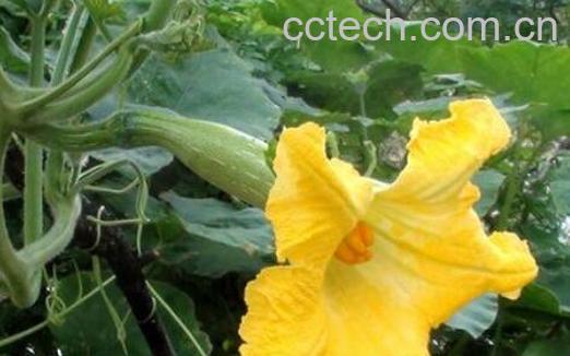 南瓜花的功效与作用及禁忌-1