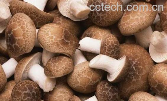 元蘑怎么吃 元蘑的家常做法大全-1