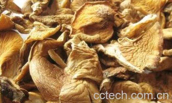 元蘑的功效与作用 元蘑的禁忌有哪些-1