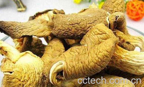 元蘑的功效与作用 元蘑的禁忌有哪些-0