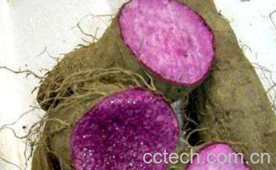 紫山药的功效与作用 紫山药是转基因的吗-1