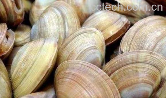 文蛤和花蛤的区别 吃文蛤的好处-0