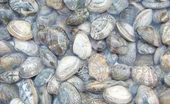 文蛤和花蛤的区别 吃文蛤的好处-1