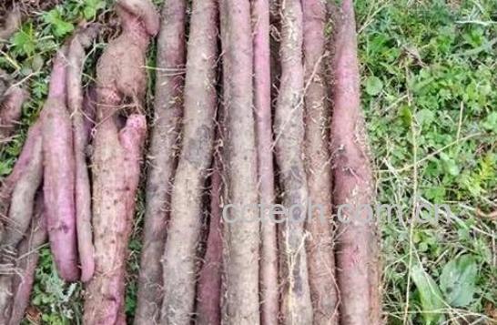 紫玉淮山的功效与作用-1