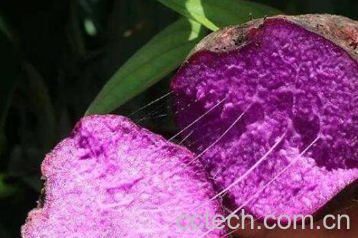 紫大薯的功效与作用-1