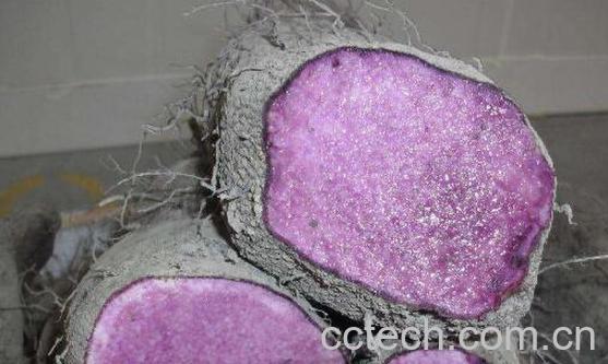 紫大薯的功效与作用-0