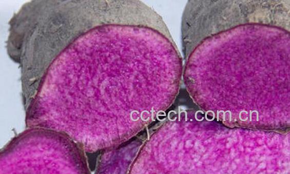 紫山药怎么吃 紫山药的食用方法-1